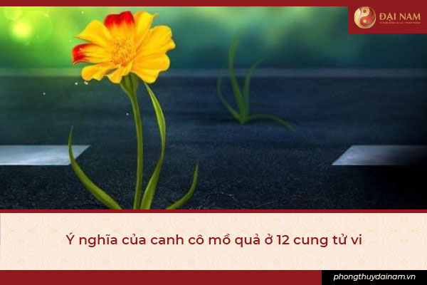 3 y nghia cua canh co mo qua o 12 cung tu vi